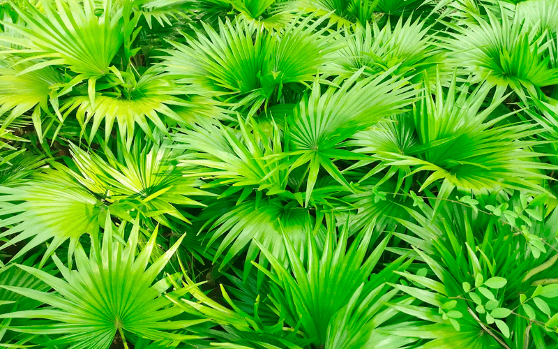 Saw Palmetto Extract